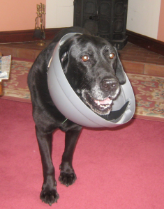 Webley stuck in a bin lid