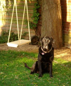 Webley by the swing in Autumn