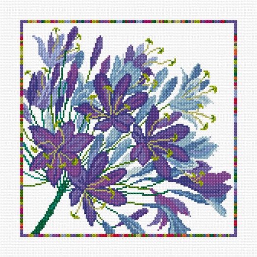 LJT320 Agapanthus thumbnail