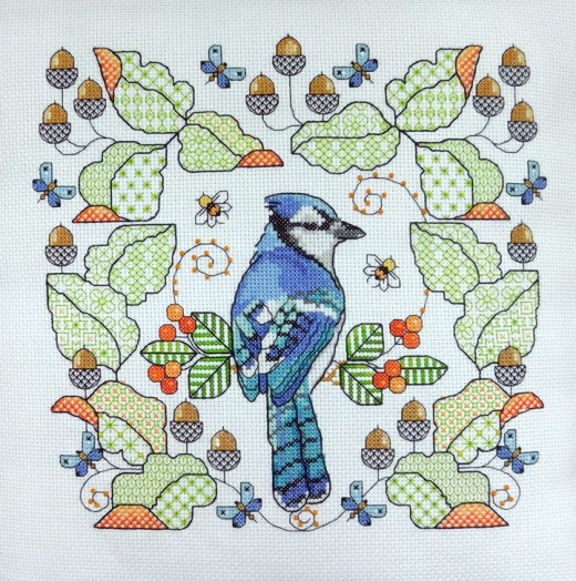 LJT 349 Blue Jay amongst oak leaves thumbnail